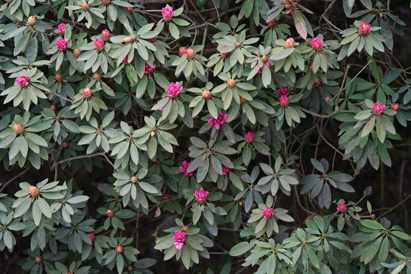 3月21日，毕节市百里杜鹃杜鹃花情况。 陈鹤  摄.jpg