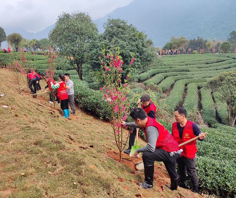 种植精美树种扮靓昭平县昭平镇花六茶园（拍摄者：陈茜）.jpg