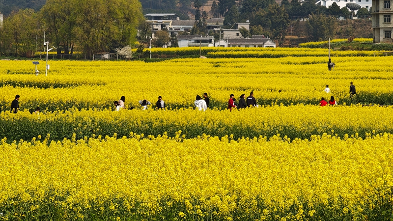 3月22日，游人在金沙县岩孔街道观赏油菜花（雷昶  摄）.jpg