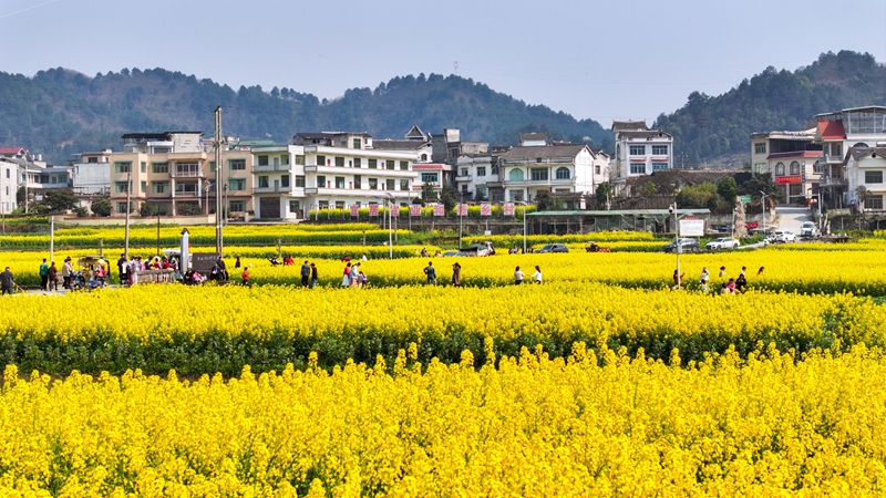 3月22日，游人在金沙县岩孔街道观赏油菜花1（雷昶  摄）.jpg