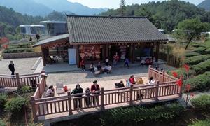 昭平：民宿茶旅齐发力 绿水青山绽新颜