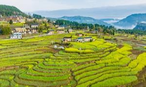 湖北巴东：花海与红韵交织 旅游“热力”十足